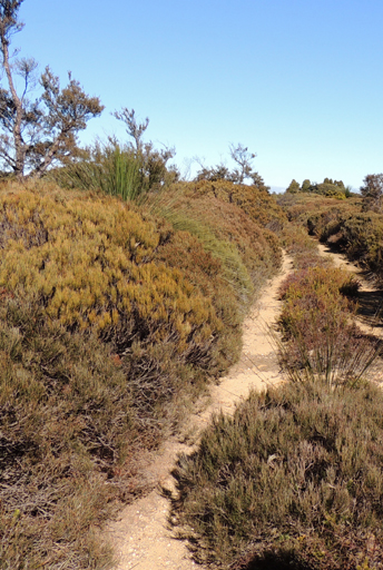  - Dwarf Casuarina Forest